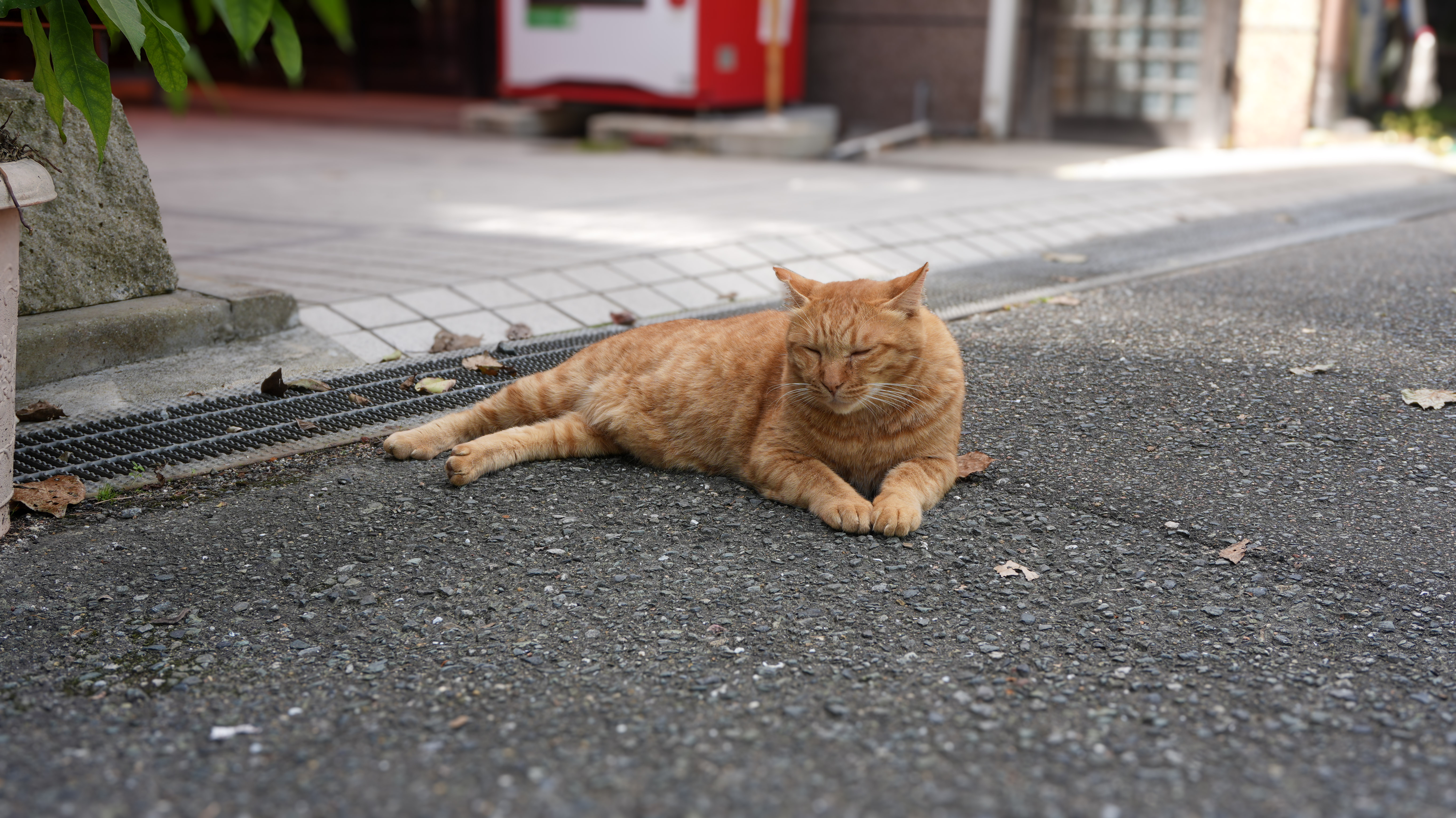 텐만구 고양이