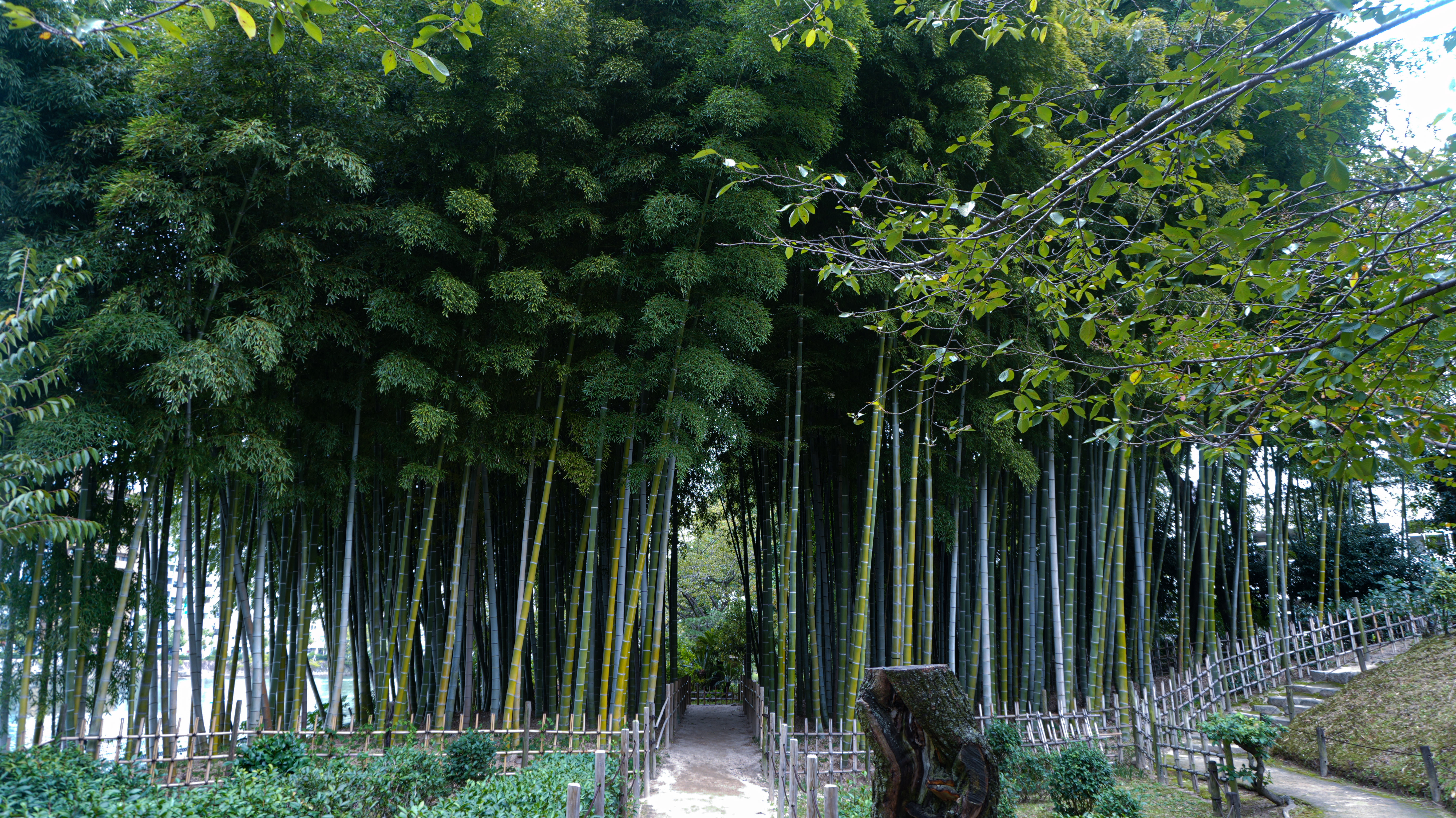 Bamboo Grove at Shukkei-en