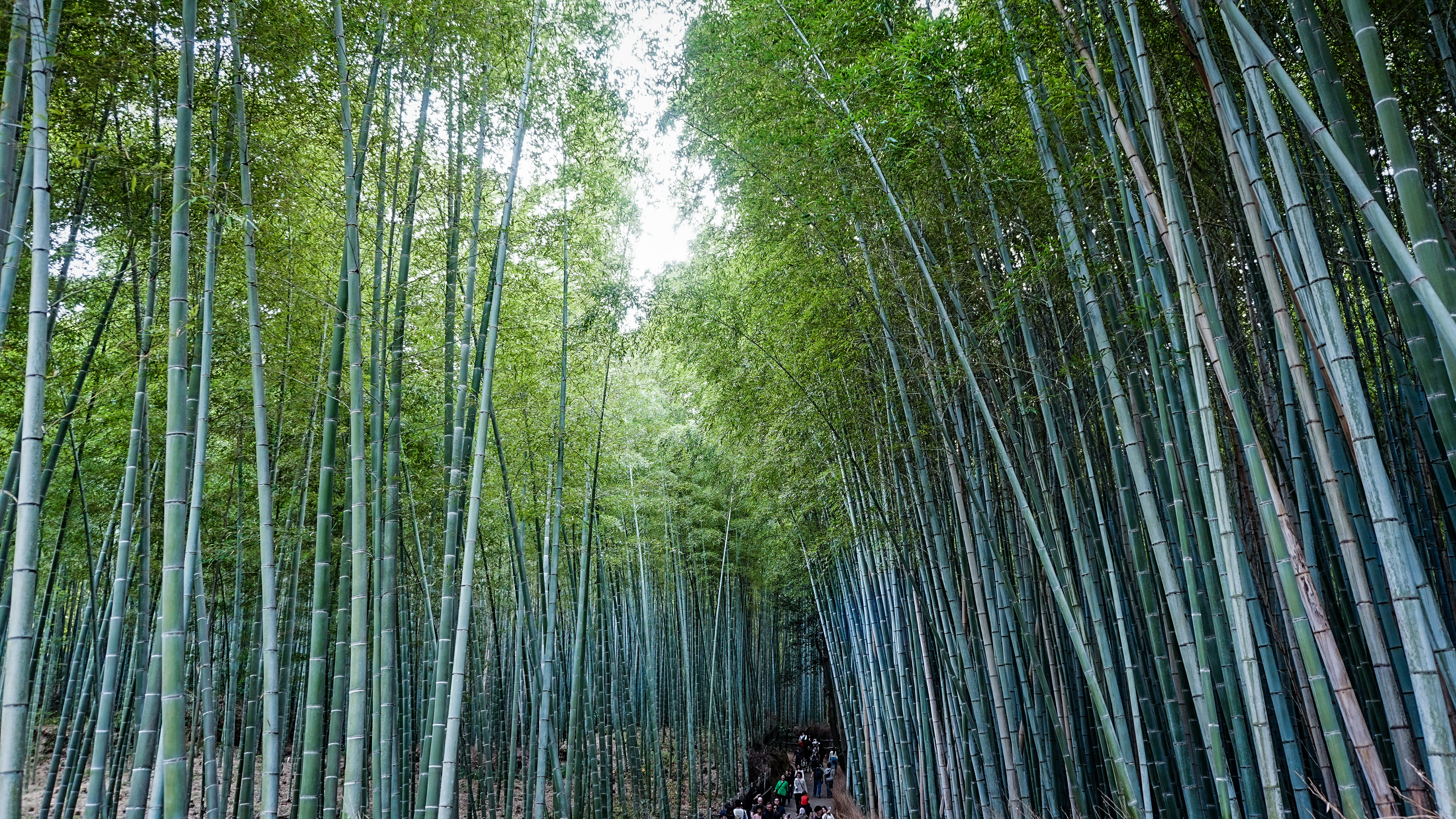 The Bamboo Grove