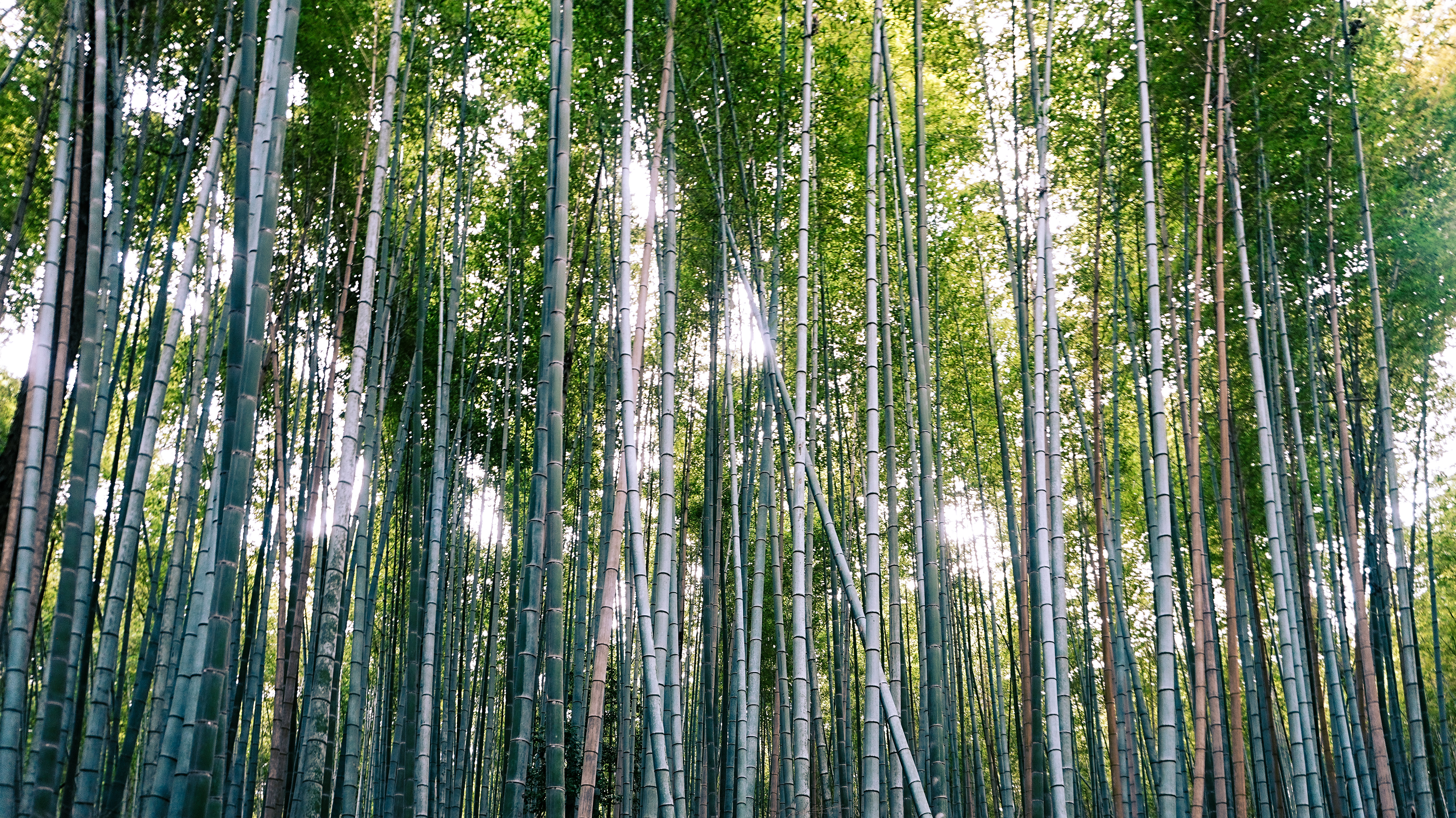 The Bamboo Grove 2