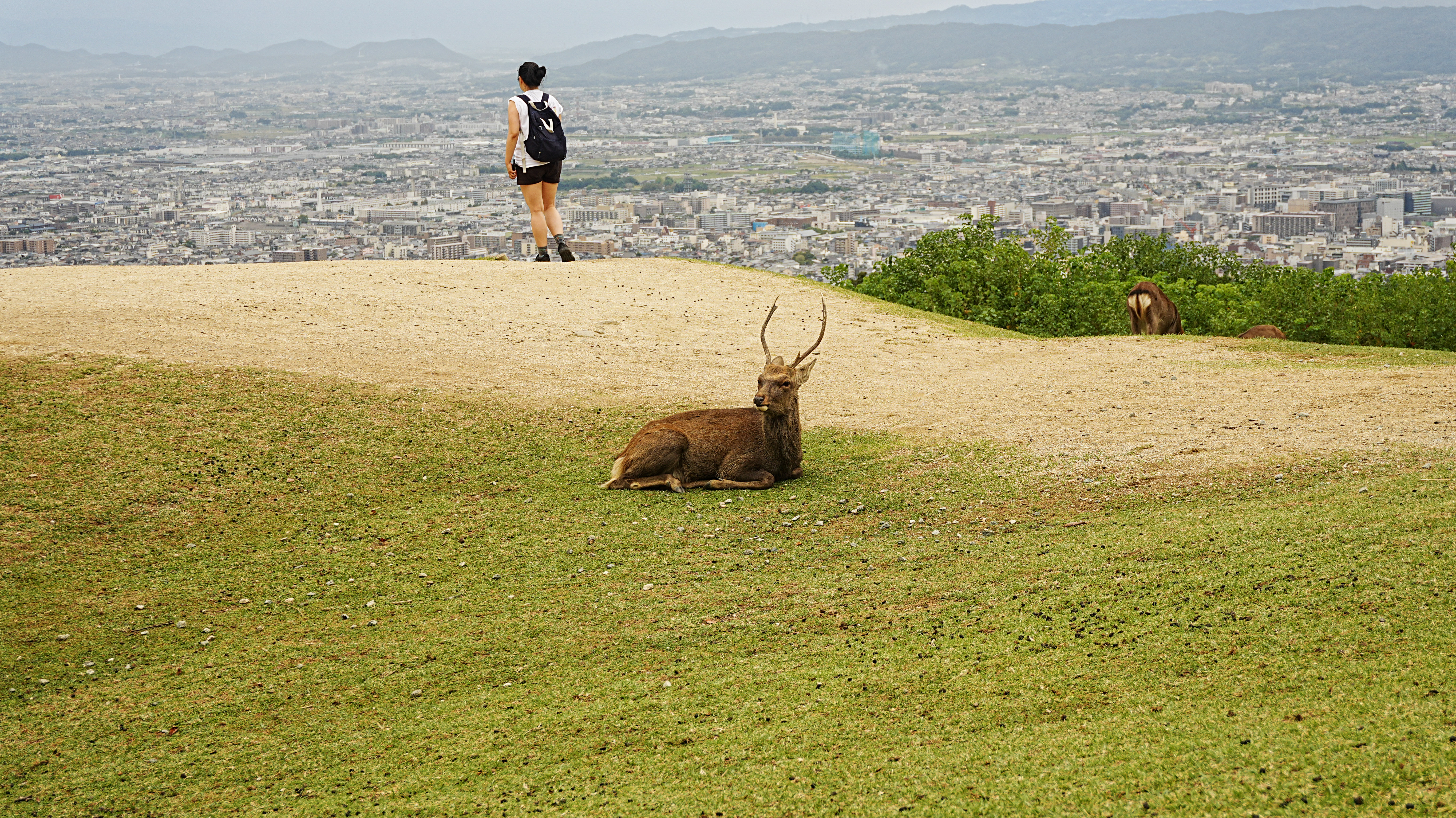 산 정상의 사슴