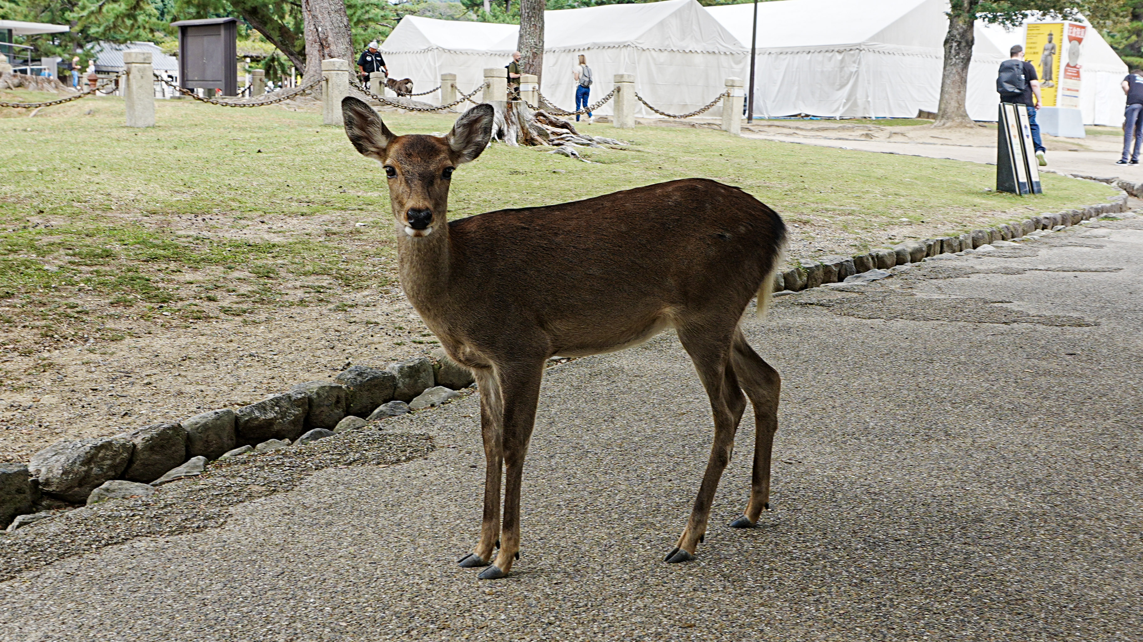 Thumbnail of Nara