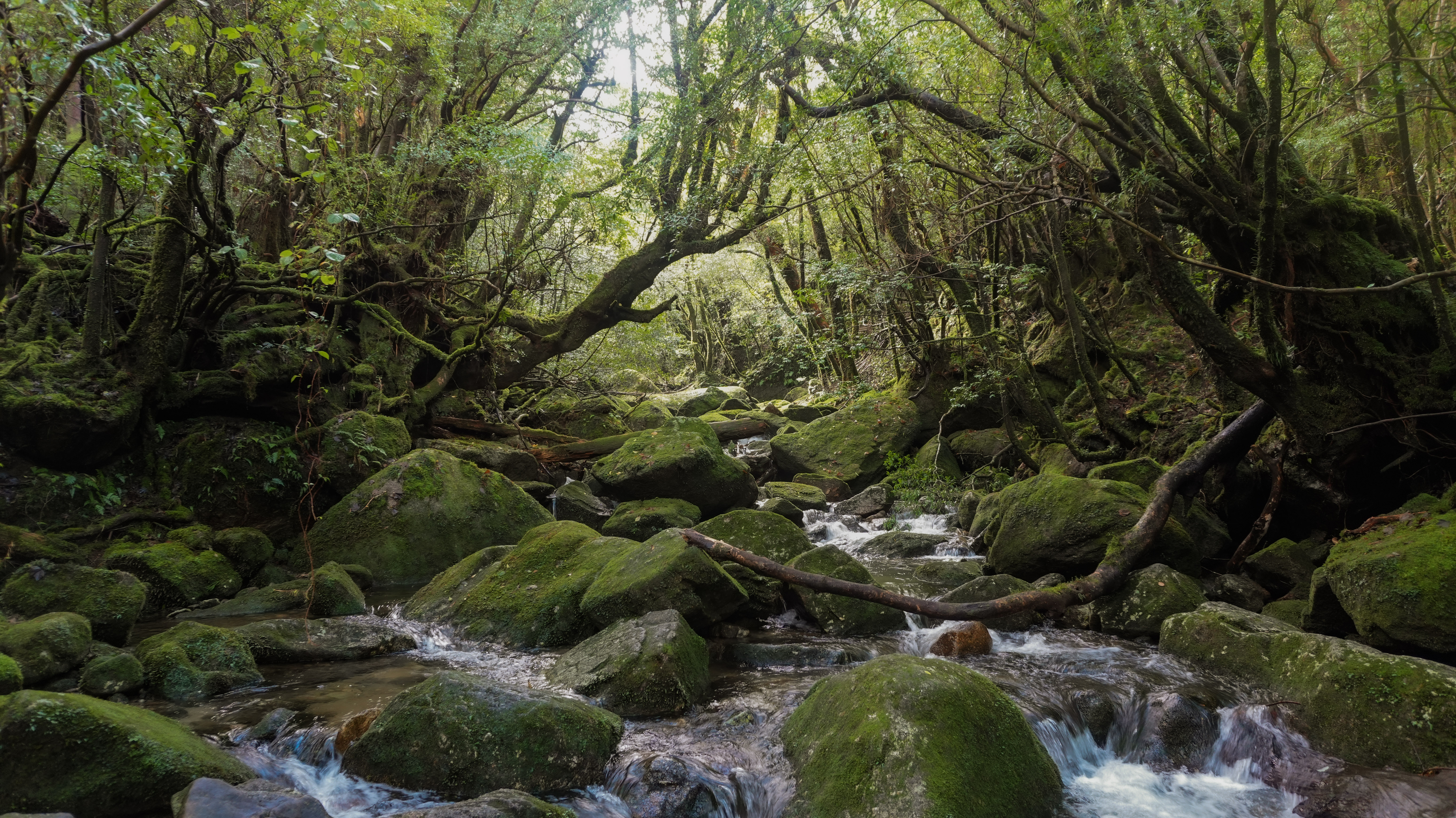 Thumbnail of Yakushima